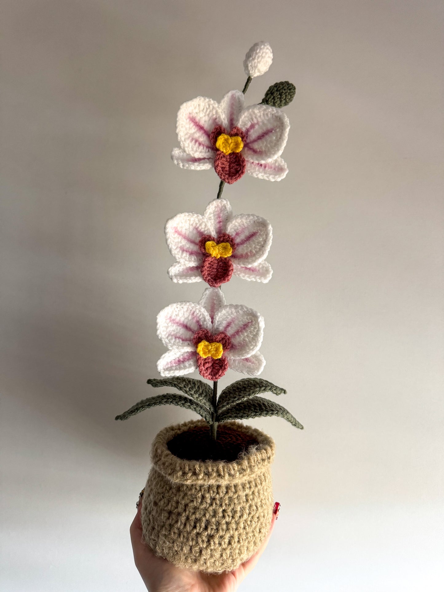Pot d’orchidée