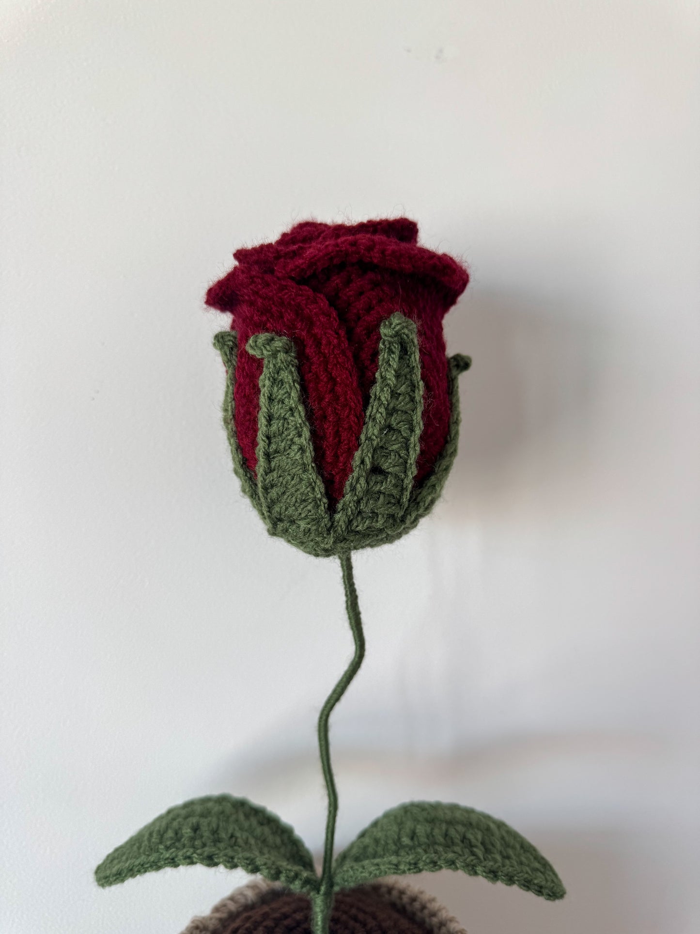 Rose éternel