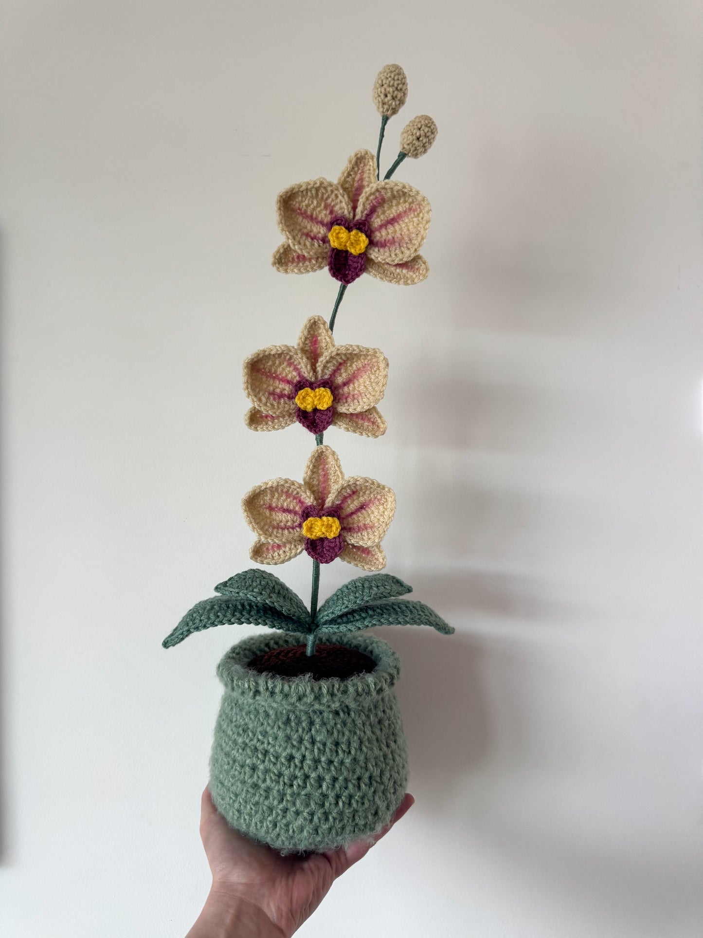 Pot d’orchidée
