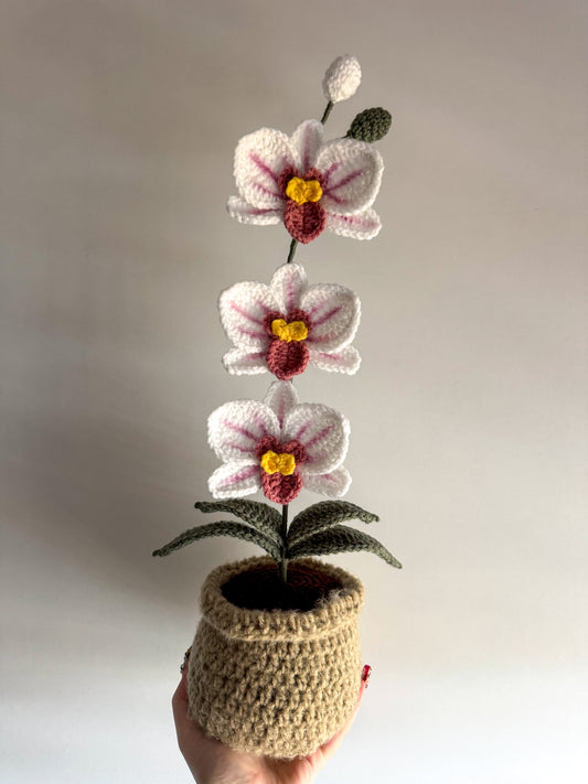 Pot d’orchidée