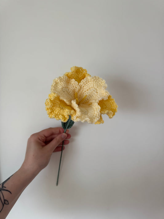 Iris