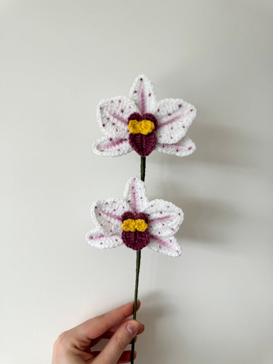 Orchidée