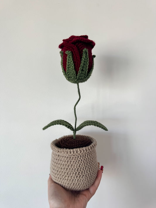 Rose éternel